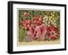 Acacia Dealbata-null-Framed Art Print