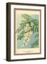 Acacia, Flower and Foliage-W.h.j. Boot-Framed Art Print