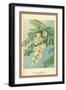 Acacia, Flower and Foliage-W.h.j. Boot-Framed Art Print