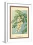 Acacia, Flower and Foliage-W.h.j. Boot-Framed Art Print