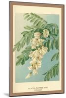 Acacia, Flower and Foliage-W.h.j. Boot-Mounted Art Print