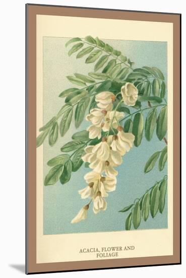 Acacia, Flower and Foliage-W.h.j. Boot-Mounted Art Print