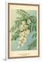 Acacia, Flower and Foliage-W.h.j. Boot-Framed Art Print