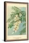 Acacia, Flower and Foliage-W.h.j. Boot-Framed Stretched Canvas