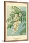 Acacia, Flower and Foliage-W.h.j. Boot-Stretched Canvas