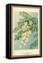 Acacia, Flower and Foliage-W.h.j. Boot-Framed Stretched Canvas