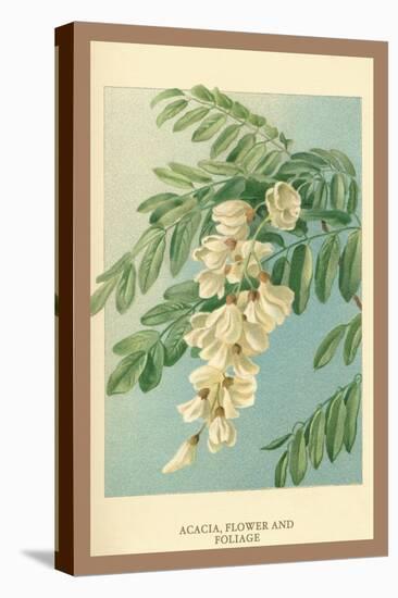 Acacia, Flower and Foliage-W.h.j. Boot-Stretched Canvas