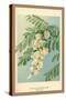 Acacia, Flower and Foliage-W.h.j. Boot-Stretched Canvas