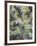 Acacia in Flowers-Vincent Van Gogh-Framed Giclee Print