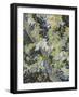 Acacia in Flowers-Vincent Van Gogh-Framed Giclee Print