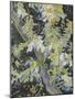 Acacia in Flowers-Vincent Van Gogh-Mounted Giclee Print