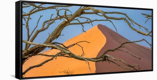 Acacia snag and dune, Namibia, Africa-Art Wolfe Wolfe-Framed Stretched Canvas