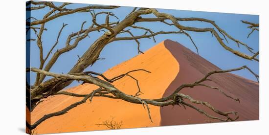 Acacia snag and dune, Namibia, Africa-Art Wolfe Wolfe-Stretched Canvas