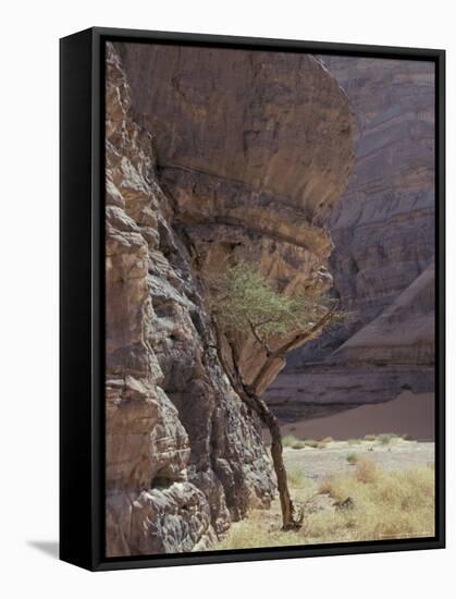 Acacia Spinosa Plant, Sahara-Michele Molinari-Framed Stretched Canvas