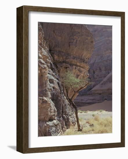 Acacia Spinosa Plant, Sahara-Michele Molinari-Framed Photographic Print