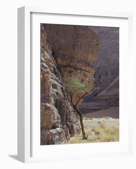 Acacia Spinosa Plant, Sahara-Michele Molinari-Framed Photographic Print