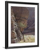 Acacia Spinosa Plant, Sahara-Michele Molinari-Framed Photographic Print