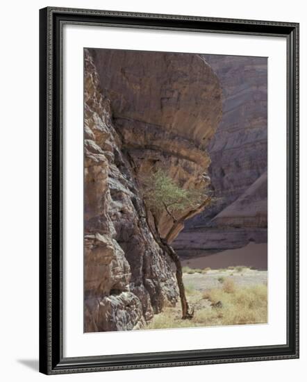 Acacia Spinosa Plant, Sahara-Michele Molinari-Framed Photographic Print