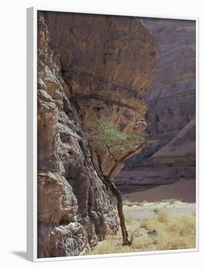 Acacia Spinosa Plant, Sahara-Michele Molinari-Framed Photographic Print