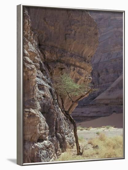 Acacia Spinosa Plant, Sahara-Michele Molinari-Framed Photographic Print