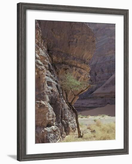 Acacia Spinosa Plant, Sahara-Michele Molinari-Framed Photographic Print