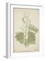 Acacia Suma Kuz, 1800-10-null-Framed Giclee Print