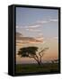 Acacia Tree and Clouds at Dawn-James Hager-Framed Stretched Canvas