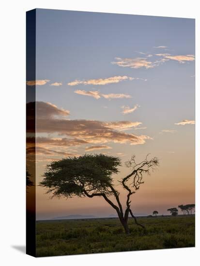 Acacia Tree and Clouds at Dawn-James Hager-Stretched Canvas