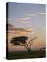 Acacia Tree and Clouds at Dawn-James Hager-Stretched Canvas