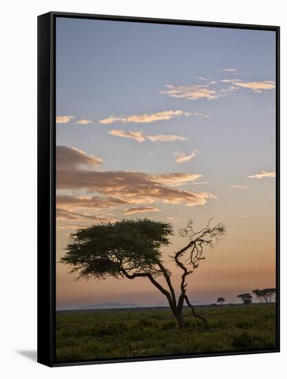 Acacia Tree and Clouds at Dawn-James Hager-Framed Stretched Canvas