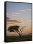 Acacia Tree and Clouds at Dawn-James Hager-Framed Stretched Canvas