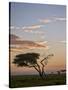 Acacia Tree and Clouds at Dawn-James Hager-Stretched Canvas