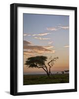 Acacia Tree and Clouds at Dawn-James Hager-Framed Photographic Print