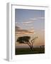 Acacia Tree and Clouds at Dawn-James Hager-Framed Photographic Print