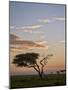 Acacia Tree and Clouds at Dawn-James Hager-Mounted Photographic Print