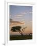 Acacia Tree and Clouds at Dawn-James Hager-Framed Photographic Print