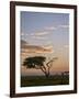 Acacia Tree and Clouds at Dawn-James Hager-Framed Photographic Print