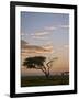 Acacia Tree and Clouds at Dawn-James Hager-Framed Photographic Print