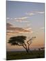 Acacia Tree and Clouds at Dawn-James Hager-Mounted Photographic Print