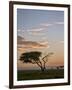 Acacia Tree and Clouds at Dawn-James Hager-Framed Photographic Print