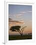 Acacia Tree and Clouds at Dawn-James Hager-Framed Photographic Print