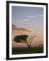 Acacia Tree and Clouds at Dawn-James Hager-Framed Photographic Print