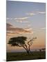 Acacia Tree and Clouds at Dawn-James Hager-Mounted Photographic Print