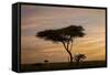 Acacia Tree and Clouds at Dawn-James Hager-Framed Stretched Canvas