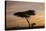 Acacia Tree and Clouds at Dawn-James Hager-Stretched Canvas