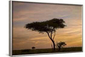 Acacia Tree and Clouds at Dawn-James Hager-Framed Photographic Print