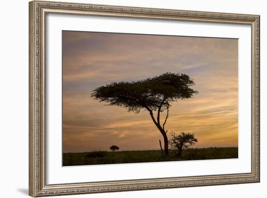 Acacia Tree and Clouds at Dawn-James Hager-Framed Photographic Print