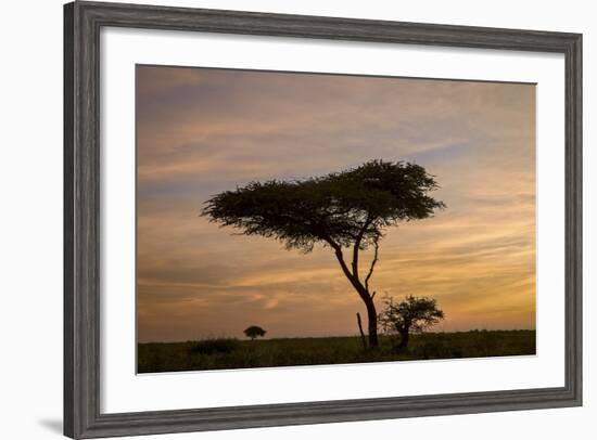 Acacia Tree and Clouds at Dawn-James Hager-Framed Photographic Print