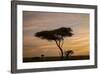 Acacia Tree and Clouds at Dawn-James Hager-Framed Photographic Print