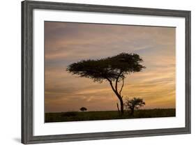 Acacia Tree and Clouds at Dawn-James Hager-Framed Photographic Print